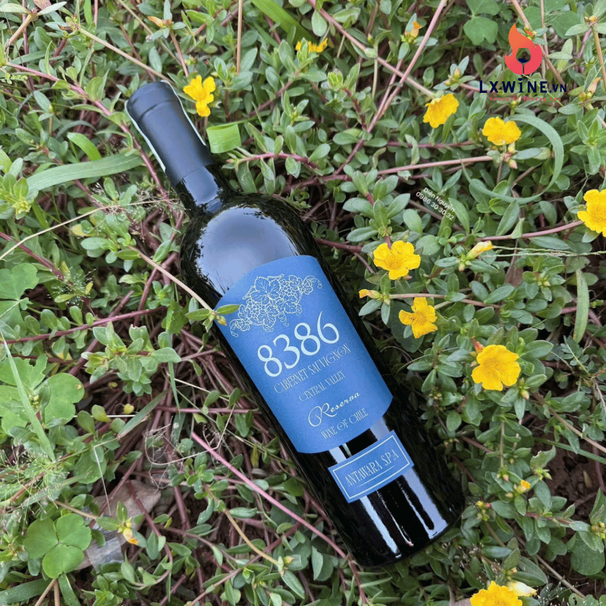 ruou-vang-8386-cabernet-sauvignon.jpg
